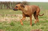 RODESIAN RIDGEBACK 172
